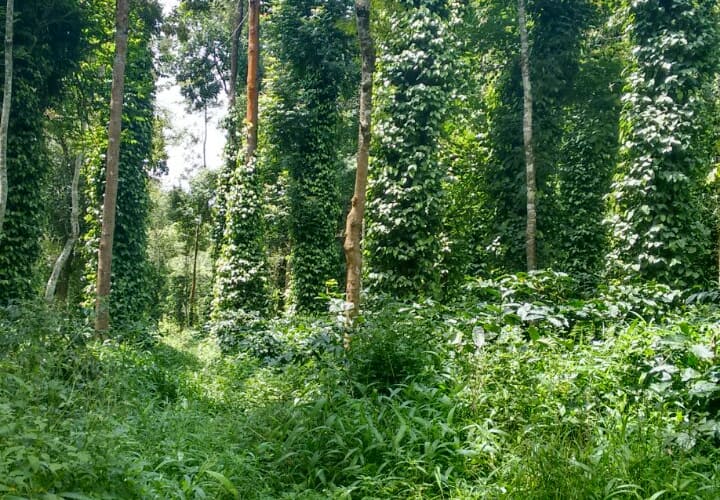Farmhouse In Sakleshpur, Sakleshpur 5